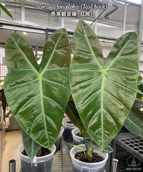 白犀牛觀音蓮|白犀牛皮觀音蓮 / 柴式海芋（Alocasia chaii）天南星科。